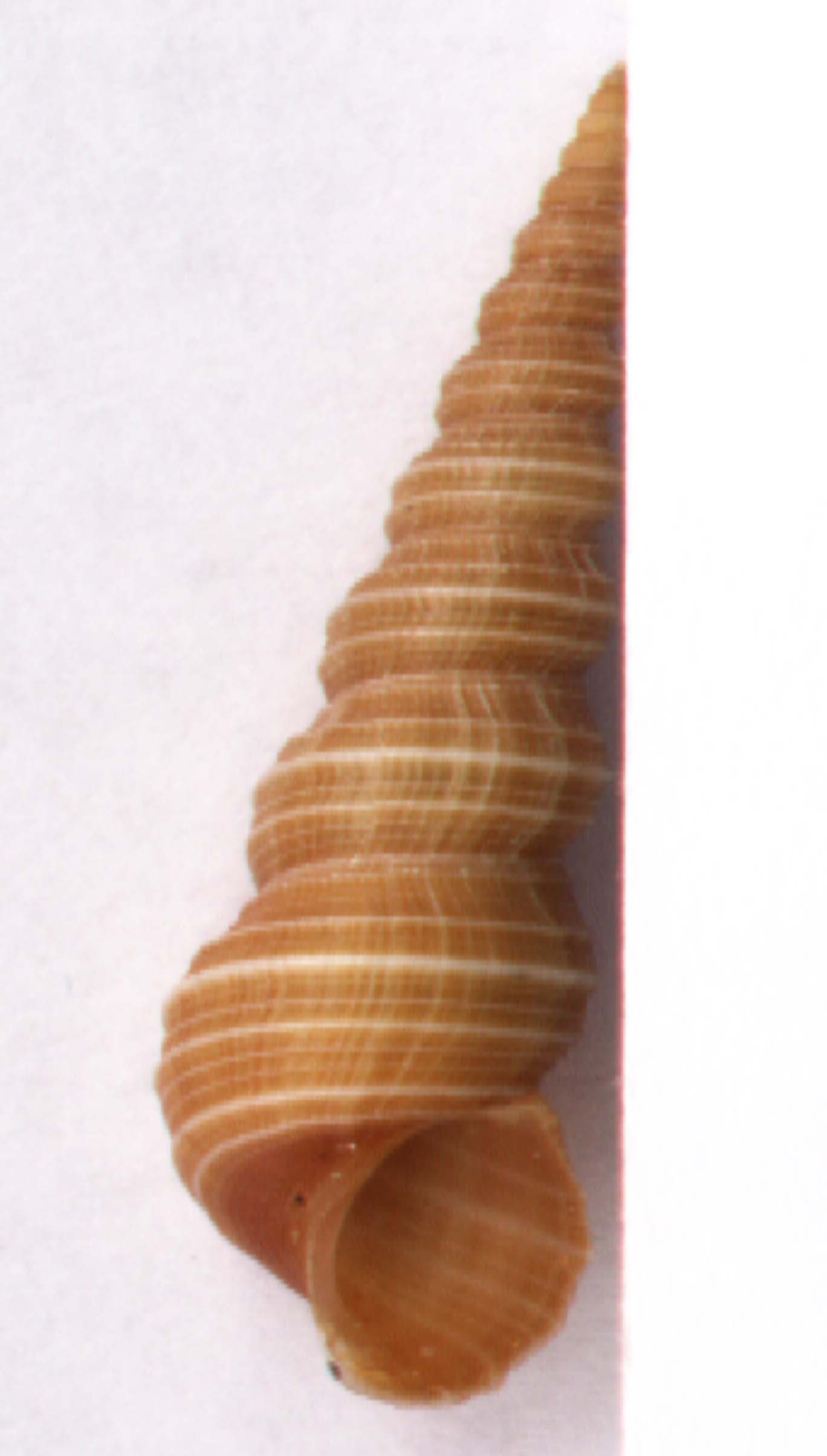 mathilda quadricarenata